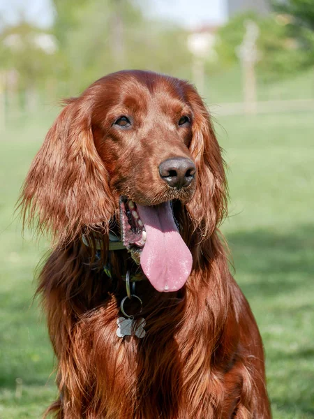 Portrait Irish Setter Dog — Stock Photo, Image