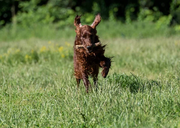 Red Irish Setter Běží Trávě Parku — Stock fotografie