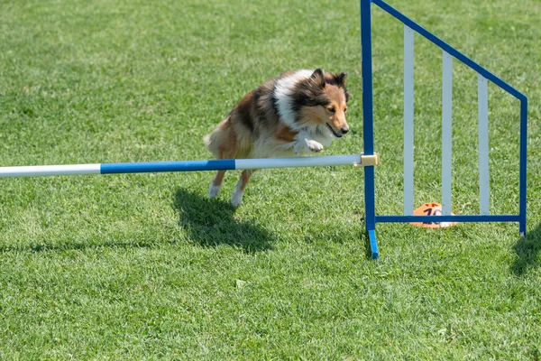 純血種のシェトランド シープドッグ シェルティが敏捷性競争の障害物を飛び越える — ストック写真