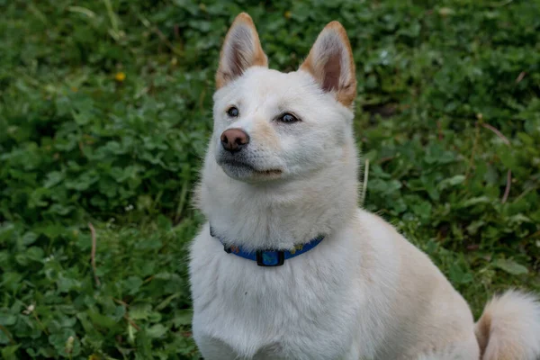 Detailansicht Der Shiba Inu Hund — Stockfoto