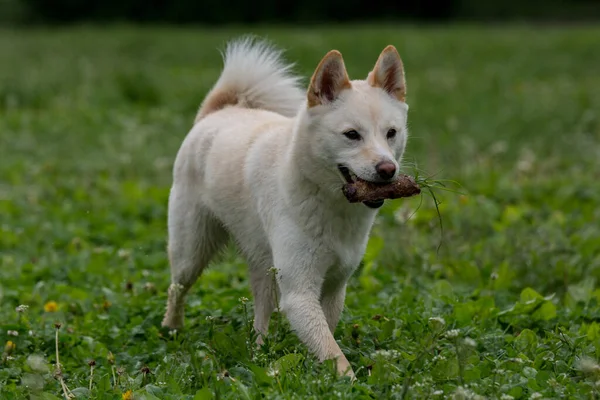 Parkta Shiba Inu Köpek Dış Görünümünü Yakın Çekim — Stok fotoğraf