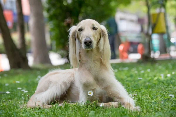 Taigan Miembro Familia Eastern Sighthounds Taigan Una Raza Perros Muy —  Fotos de Stock