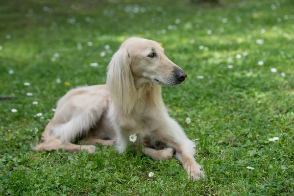 Taigan Doğu Sighthounds Ailesinin Bir Üyesidir Tayvan Çok Nadir Bulunan — Stok fotoğraf