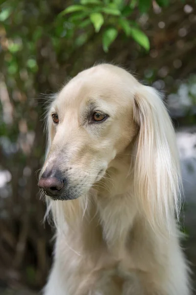 Taigan Membro Família Dos Sighthounds Orientais Taigan Uma Raça Cães — Fotografia de Stock