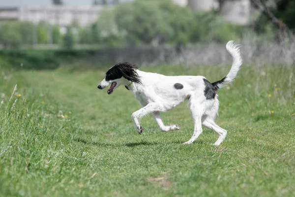 Taigan, Doğu Sighthounds ailesinin bir üyesidir. Tayvan çok nadir bulunan bir köpek cinsidir, dünya çapında yaklaşık 300 tane olduğu bildirildi. Köpeğe odaklan.
