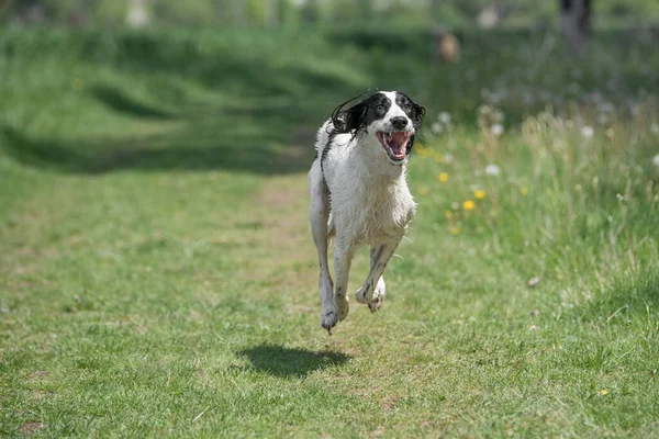 Taigan, Doğu Sighthounds ailesinin bir üyesidir. Tayvan çok nadir bulunan bir köpek cinsidir, dünya çapında birkaç yüz kadar olduğu bildirildi. Köpeğe odaklan.