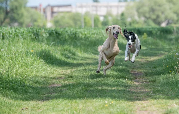 Taigan Jest Członkiem Rodziny Eastern Sighthounds Taigan Jest Bardzo Rzadką — Zdjęcie stockowe