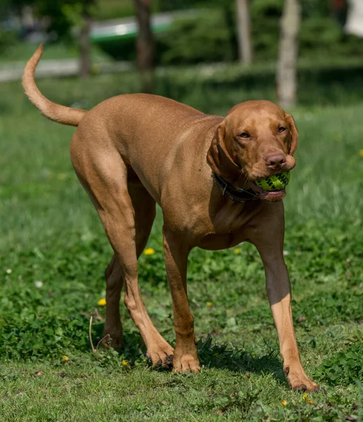 Magyar Vizsla Kutya Kint Parkban Szelektív Összpontosít — Stock Fotó