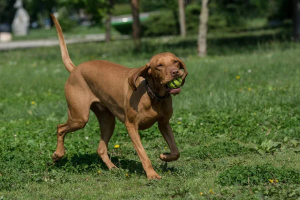 Vizsla Węgierski Pies Poza Parku Selektywne Focus — Zdjęcie stockowe