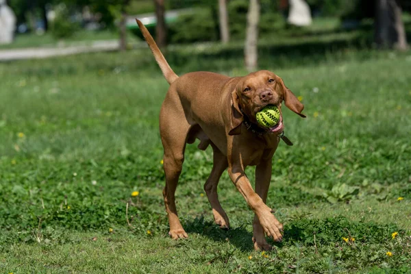 Hungarian Vizsla Dog Ball Playing Green Grass Selective Focus — Stock Photo, Image