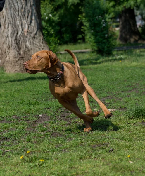 Bir Macar Vizsla köpek portresi