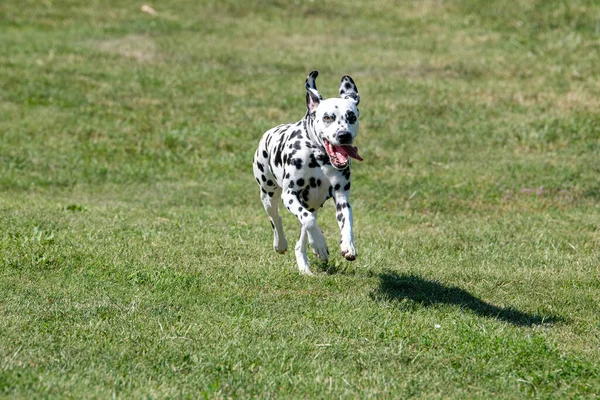 Correr Perro Dálmata Aire Libre Primavera Enfoque Selectivo Imagen de stock