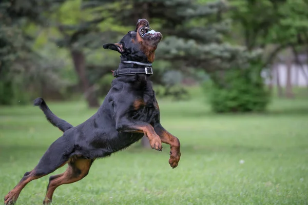 Rottweiler Running Grass Selective Focus Dog Royalty Free Stock Images