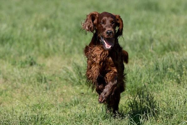 Ιρλανδικό Σέτερ Που Τρέχει Όλο Πεδίο Επιλεκτική Εστίαση Για Σκύλο Royalty Free Φωτογραφίες Αρχείου