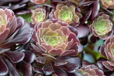 Aeonyum arboreum (Aeonium aeonium, ağaç Houseleek veya İrlanda gülü), çiçekli bitki familyası Crassulaceae 'de bulunan sulu, subtropikal bir çalılıktır. .Not: alan derinliği