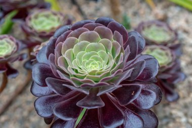 Aeonyum arboreum (Aeonium aeonium, ağaç Houseleek veya İrlanda gülü), çiçekli bitki familyası Crassulaceae 'de bulunan sulu, subtropikal bir çalılıktır. Not: Sığ alan derinliği