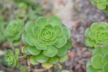 Aeonium simsii (Sweet) Stearn, 20 inç (20 cm) uzunluğunda, nispeten küçük yapraklı, sulu bir bitkidir.