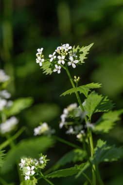 Sarımsaklı hardal (Alliaria petiolata)