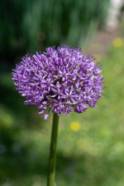 Küresel mor alyan çiçekleri. Yeşil yaprak arka planında Allium Gladyatörü muhteşem bir dev Onio.