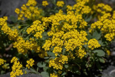 Baharda (Alysum saxatile) görünümü kapat