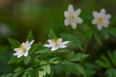 Anemone nemorosa, reçine familyasından bir bitki türü. Anemone ilkbaharın ilk habercilerinden biridir..