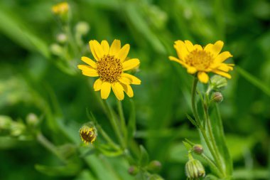 Sarı Arnica (Arnica Montana) bitkisi güzel bokeh ile çiçek açar. Not: Sığ alan derinliği