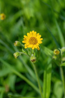 Sarı Arnica (Arnica Montana) bitkisi güzel bokeh ile çiçek açar. Not: Sığ alan derinliği