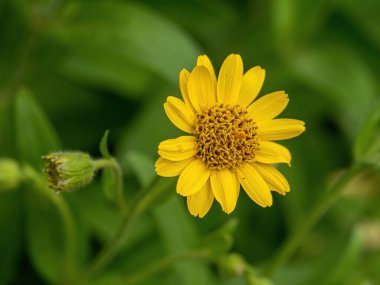 Sarı Arnica (Arnica Montana) bitkisi güzel bokeh ile çiçek açar. Sığ alan derinliği