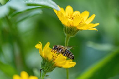 Arnica Arnica (Arnica Montana) bitkisi güzel bir bokeh ile çiçek açar. Not: Sığ alan derinliği