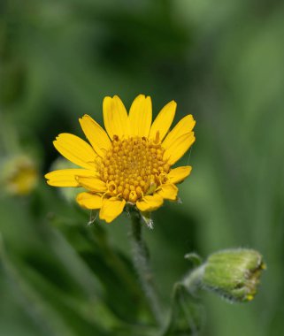 Sarı Arnica (Arnica Montana) bitkisi güzel bokeh ile çiçek açar. Sığ alan derinliği
