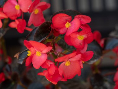 Balmumu begonya olarak da bilinen Begonya semperfloren bitkisinin parlak kırmızı çiçeği.