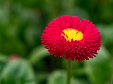 İngiliz papatyası ya da bellis perennis bitkisi renkli pembe ve beyaz çiçekli makro yakın plan. Sığ alan derinliği, seçici odak