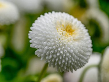 Beyaz İngiliz papatyaları, Bellis Perennis, bahar parkında. Ayrıntılı mevsimsel doğal sahne. 