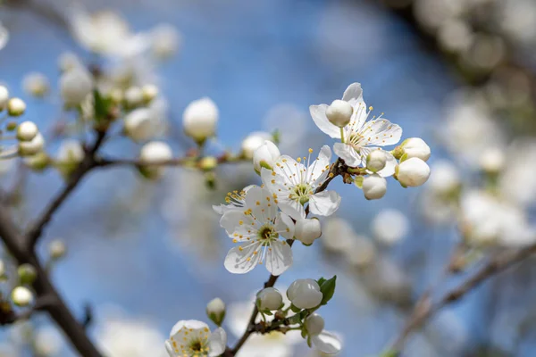 White Red Flowers Prunus Cerasifera Blossoming Branch Flowers Cherry Plum — Stock Photo, Image