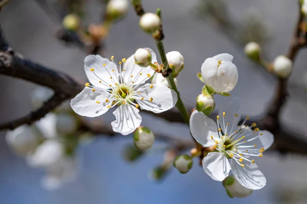 Prunus cerasifera beyaz kırmızı çiçekler. Kiraz eriği çiçekler çiçek açması şube ile. Çiçek açan ağaç.