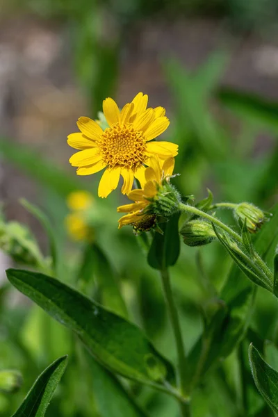 Yellow Arnica Arnica Montana Herb Blossom Nice Bokeh Shallow Depth — Foto Stock