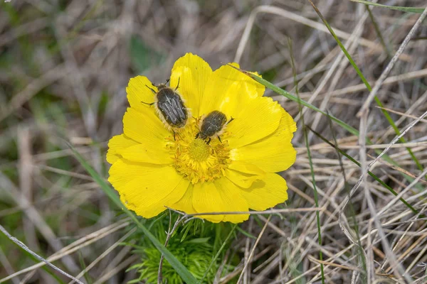 Közel Hamis Hellebore Adonis Vernalis Tavaszi Virág Elmosódott Zöld Háttér — Stock Fotó