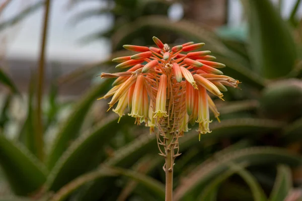 Zamknij Widok Kwiat Roślin Aloesu Etapów Kwitnienia Kolorze Pomarańczowym Czerwonym — Zdjęcie stockowe