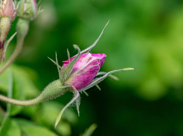 Rosa Alpenrose Blume Lateinischer Name Rosa Pendel — Stockfoto