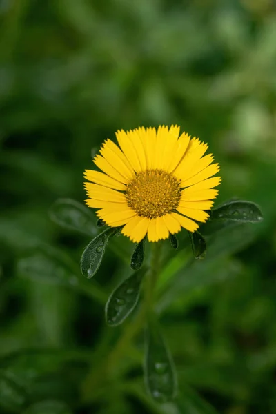 Close Pallenis Maritima Flower Garden Blooming Spring — Stock Photo, Image