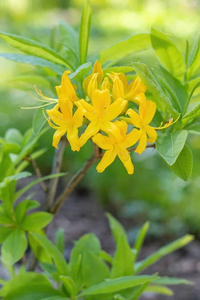 Blossoming Yellow Rhododendron Wardii Var Puralbum Spring — Stock Photo, Image