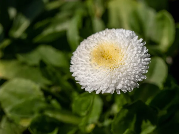 カラフルな白と白の花マクロを持つ英語のデイジーやベリス ペレニスの植物が閉じます フィールドの浅い深さ 選択的フォーカス — ストック写真