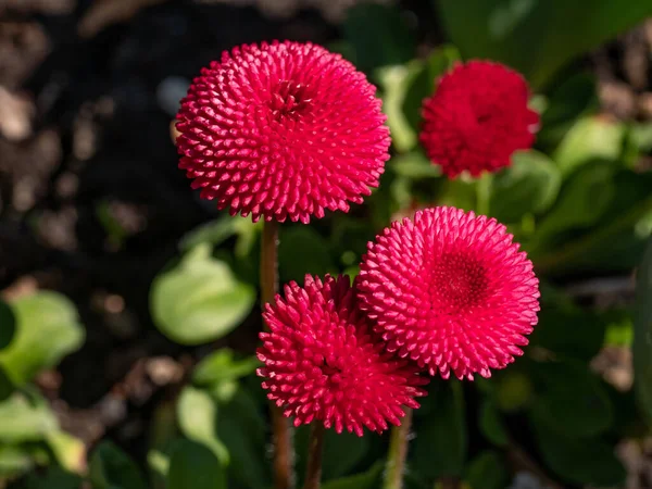 Angol Százszorszép Vagy Harangvirág Perennis Növény Színes Rózsaszín Fehér Virágok — Stock Fotó