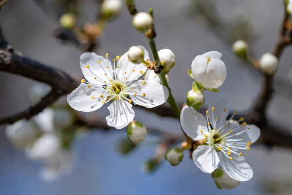 Biały Czerwony Kwiaty Prunus Cerasifera Kwitnąca Gałąź Kwiatami Śliwa Wiśniowa Zdjęcie Stockowe