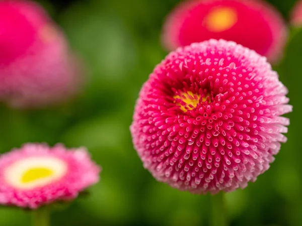 English Daisy Bellis Perennis Plant Colorful Pink White Flowers Macro — Stock Photo, Image