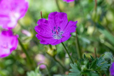 Kanlı Cranesbill Makro çekimi (Geranium Sanguineum) Not: