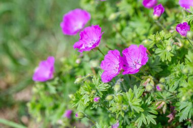 Kanlı Cranesbill Makro çekim, (Geranium Sanguineum) Not, sığ alan derinliği
