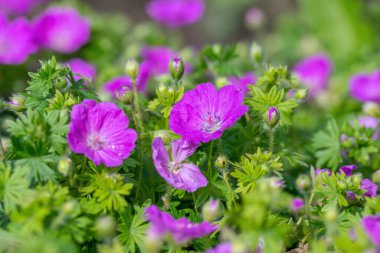 Kanlı Cranesbill Makro çekim, (Geranium Sanguineum) Not, sığ alan derinliği