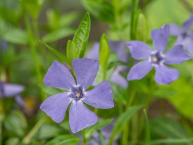 Daha az mavi menekşe, Vinca küçük çiçekleri ve yaprakları, Avrupa 'ya özgü Apocynaceae familyasından bir çiçek cinsidir.