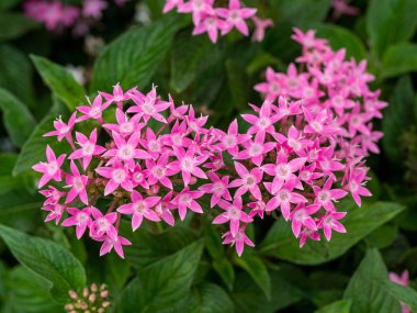 Yaygın bir Centaurium eritraea.Macro iğnesi.